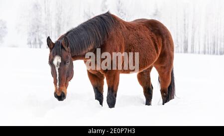 Dark brown horse walks on snow covered field, head down Stock Photo