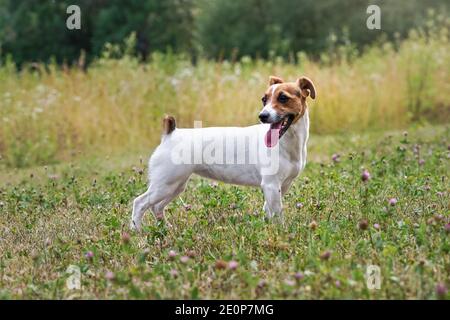 Small Jack Russell terrier standing on grass meadow with purple clover flowers, looking to side, her tongue sticking out Stock Photo