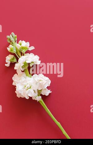 Blooming white branch on a dark red background. This is the place for your beauty products and text. Flat lay, lifestyle, top view. Stock Photo