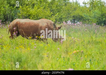 Dehorned White Rhnoceros in a Rietvlei nature reserve in South Africa Stock Photo