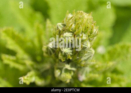 young leaves of sycamore (Acer pseudoplatanus),Plant, Eure-et-Loir department, Centre-Val-de-Loire region, France, Europe.