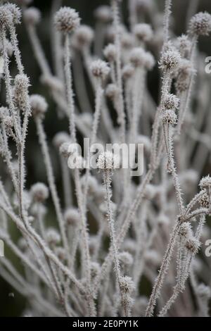 Dead Small teasels, Dipsacus pilosus, covered in frost following a night of freezing temperatures on New Year’s Day 2021. Gillingham Dorset England UK Stock Photo