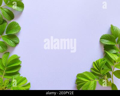 Frame of juicy fresh greens on a gently purple background with a watercolor paper texture. Product background and basis for invitations and cards. Flo Stock Photo