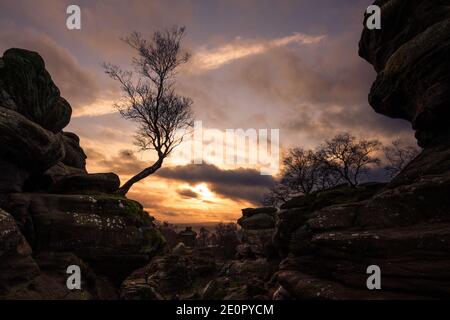 Birch Tree at Brimham Rocks, North Yorkshire Stock Photo