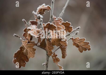Dead oak leaves covered in frost following a night of freezing temperatures on New Year’s Day 2021. Gillingham Dorset England UK GB Stock Photo