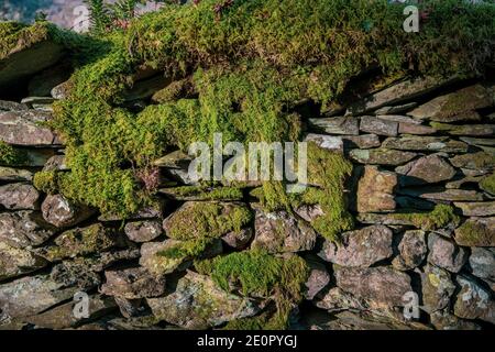 Moss covered stone wall Stock Photo