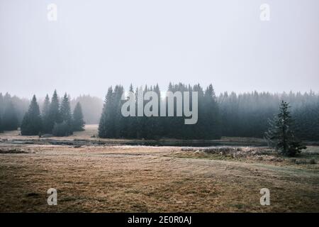 freezed nature in czech forest with trees Stock Photo
