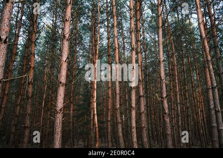 freezed nature in czech forest with trees Stock Photo