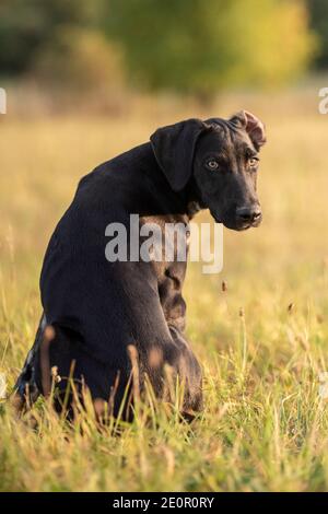 puppy of european sled dog great for mushing Stock Photo