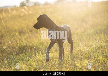 puppy of european sled dog great for mushing Stock Photo