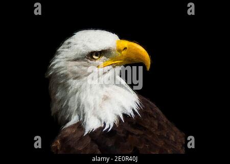 Illustration of a Eagle white head isolated on a black background Stock Photo