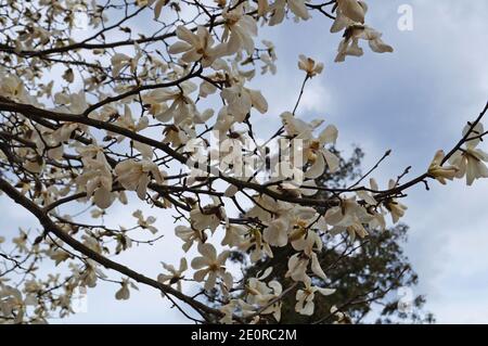 Magnolia with large flowers with delicate pink and white petals on a branch with green leaves in the garden and in the park on a spring day Stock Photo