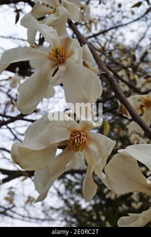 Magnolia with large flowers with delicate pink and white petals on a branch with green leaves in the garden and in the park on a spring day Stock Photo