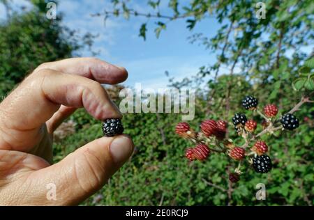 Blackberry (Rubus fruticosus) ripe fruit being picked from a bush in a hedgerow, Wiltshire, UK, September. Model released. Stock Photo