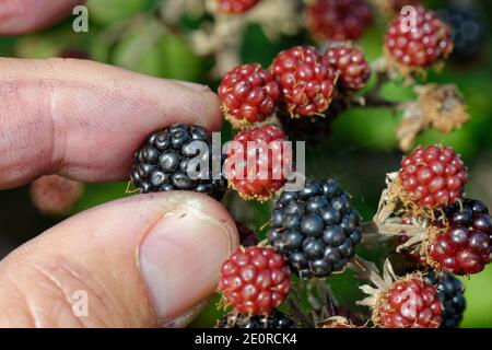 Blackberry (Rubus fruticosus) ripe fruit being picked from a bush in a hedgerow, Wiltshire, UK, September. Model released. Stock Photo