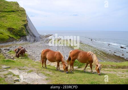 Horses in the cove of Sakoneta next to the flysch of Zumaia, Pais Vasco, Spain Stock Photo