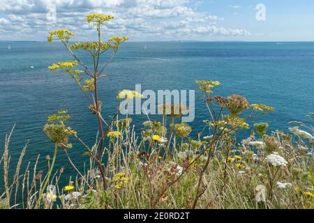 Wild Parsnip (Pastinaca sativa) with yellow flowers and Wild carrot (Daucus carota) with white flowers flowering on cliff top grassland, Dorset, UK. Stock Photo
