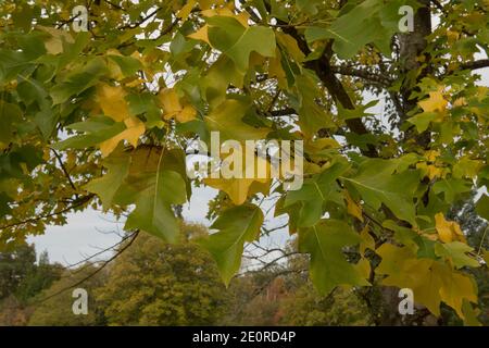 Autumn Yellow and Green Leaves on a Chinese Tulip Tree (Liriodendron chinense) with a White Sky Background in a garden in Rural Devon, England, UK Stock Photo