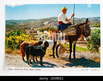 Old coloured Post card from Cyprus showing old man on a donkey with his goats. Labelled as “Villager back from the fields, Paphos, Cyprus. Stock Photo