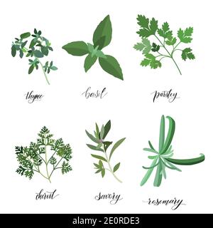 Popular Culinary Herbs and spices big set. Isolated objects. Vector flat illustration. For health care, store, cosmetics, health care, food design Stock Vector