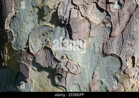 Bark of Platanus x hispanica (or also Platanus x occidentalis) Stock Photo