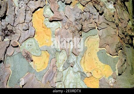 Bark of Platanus x hispanica (or also Platanus x occidentalis) Stock Photo