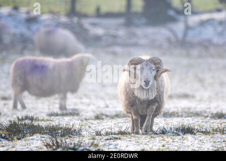 Improved welsh mountain ram walking amongst a field of ewes during another cold day in a rural village in mid Wales. © Ian Jones/Alamy Live News Stock Photo
