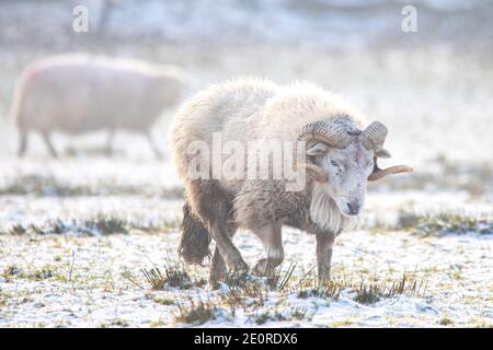 Improved welsh mountain ram walking amongst a field of ewes during another cold day in the rural village in mid Wales. © Ian Jones/Alamy Live News Stock Photo