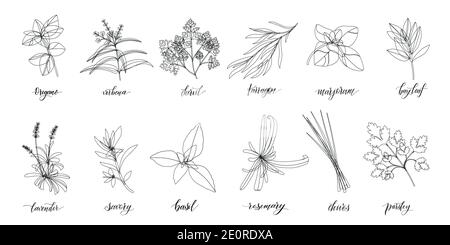 Popular Culinary Herbs and spices big set. Isolated objects. Vector flat illustration. For health care, store, cosmetics, health care, food design Stock Vector