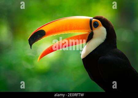 Portrait of Toucan Toco With Open Beak Stock Photo