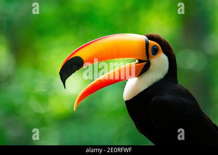 Portrait of Toucan Toco With Open Beak Stock Photo