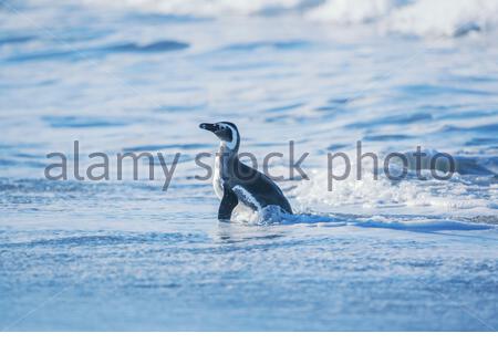 Magellanic penguin (Spheniscus magellanicus) walking, Sea Lion Island, Falkland Islands, South America