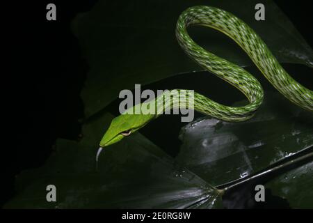Green snake on black background - common vine snake (ahaetulla nasuta). Serpent from Southeast Asian jungle. Stock Photo