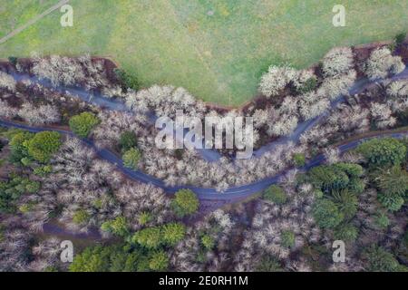 Seen from the air, Redwood trees, Sequoia sempervirens, grow alongside deciduous trees in a moist coastal forest in Klamath, Northern California. Stock Photo