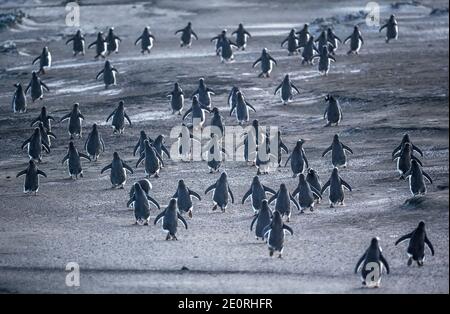 Gentoo Penguins (Pygocelis papua papua) walking, Sea Lion Island, Falkland Islands, South America Stock Photo