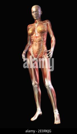 Digital Illustration Of The Human Anatomy Stock Photo