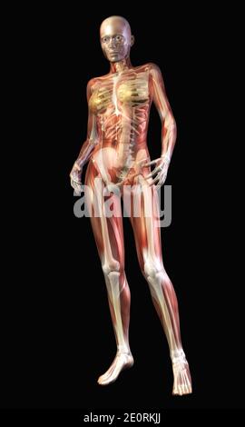 Digital Illustration Of The Human Anatomy Stock Photo