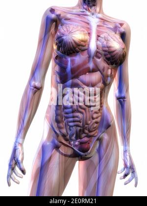 Digital Illustration Of The Human Anatomy Stock Photo