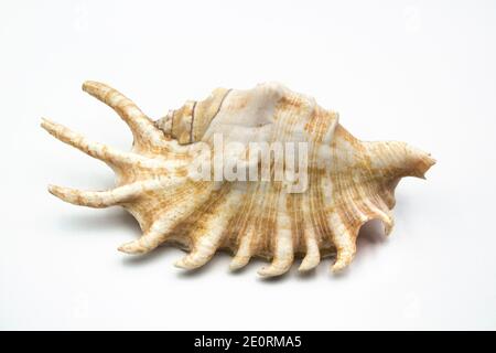 Seashell isolated on white background Stock Photo