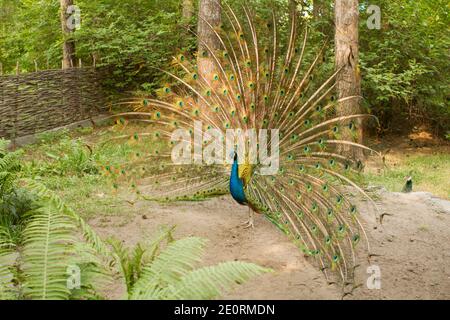 peacock. A bird in the wild. The national Park Stock Photo