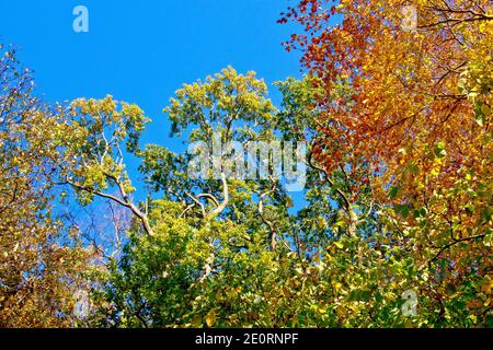 Looking up through the tree canopy of a mainly beech and oak woodland during the autumn at a clear blue sky. Stock Photo