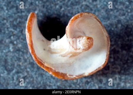 Close up still life of a broken seashell, isolated against a plain background, showing its internal spiral construction. Stock Photo