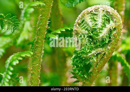 Close up of a fern frond as it begins to unfurl and open up in the spring. Stock Photo