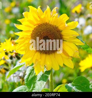 Sunflower (helianthus annuus), close up of a single flower head growing in the margin of a field to aid biodiversity. Stock Photo