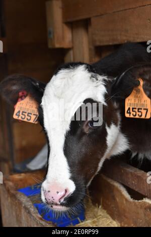 black and white calves in stall on farm Stock Photo - Alamy