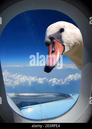beautiful view on clouds and horizon and swan photo montage from the airplane Stock Photo