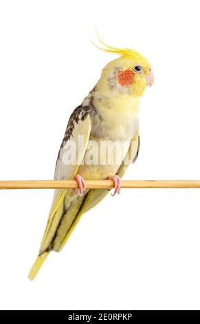 Corella parrot sitting on a wooden stick isolated on white background. Selective focus Stock Photo