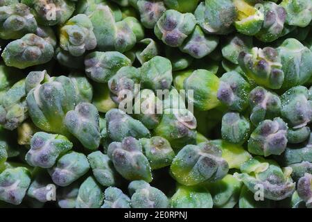 fresh green healthy vegetable brokoli detailed macro photo Stock Photo