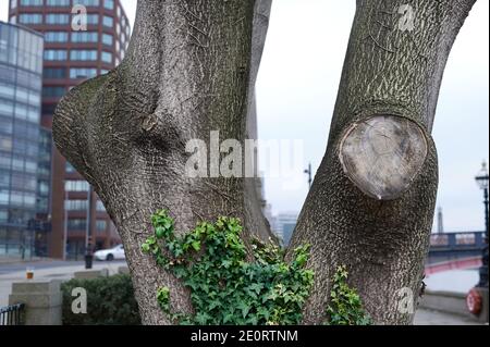 English ivy wrapped around a tree trunk showing textured bark in winter with a city background Stock Photo