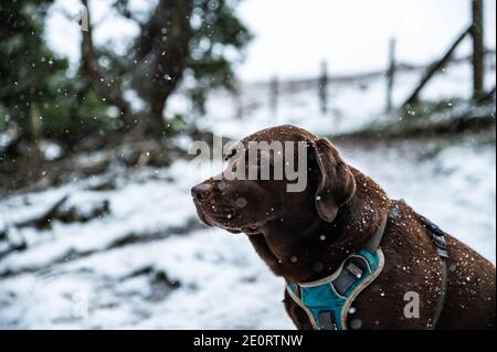 Chocolate labrador sat in falling snow in the woods of south wales uk. Stock Photo